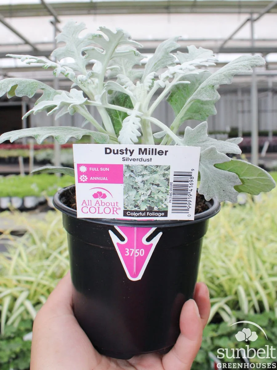 4.3" Dusty Miller Silverdust