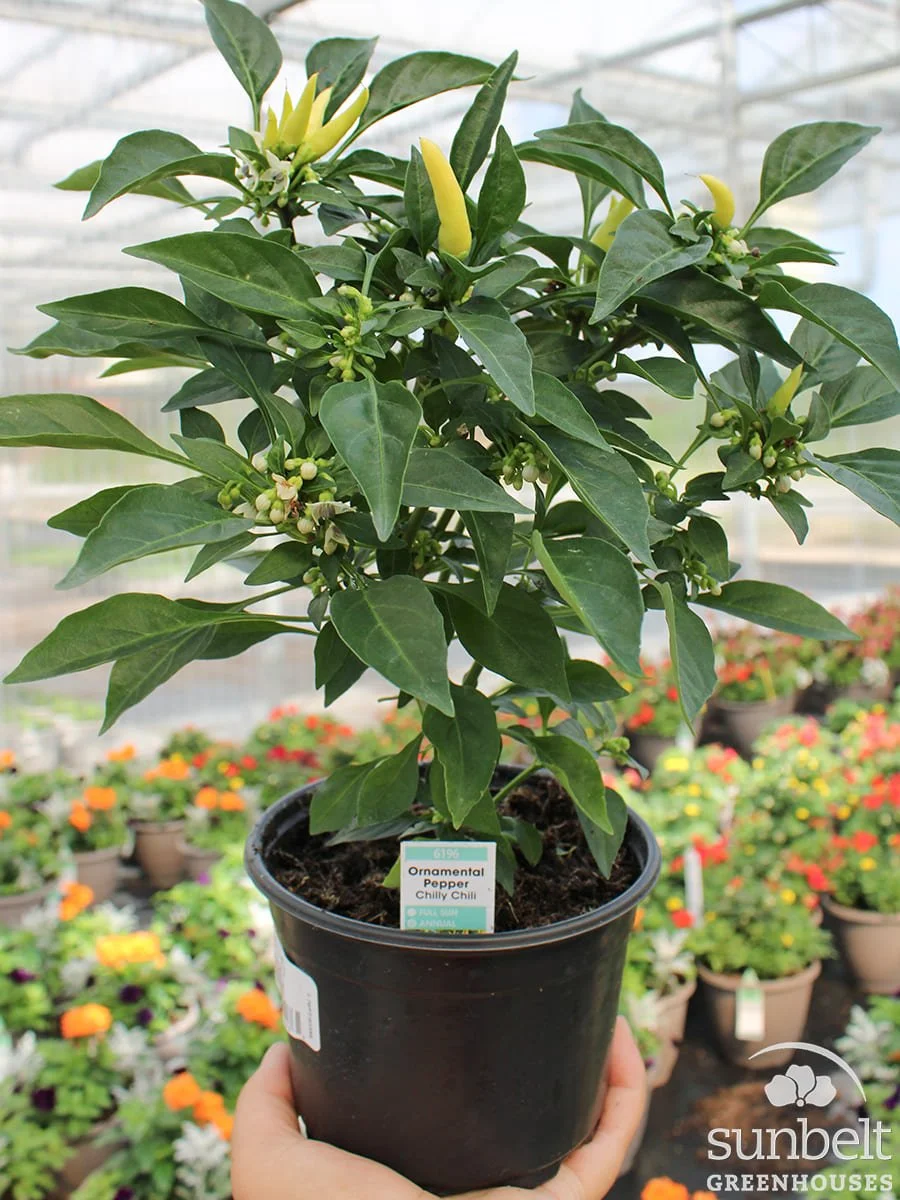 5" Orn Pepper Chilly Chili