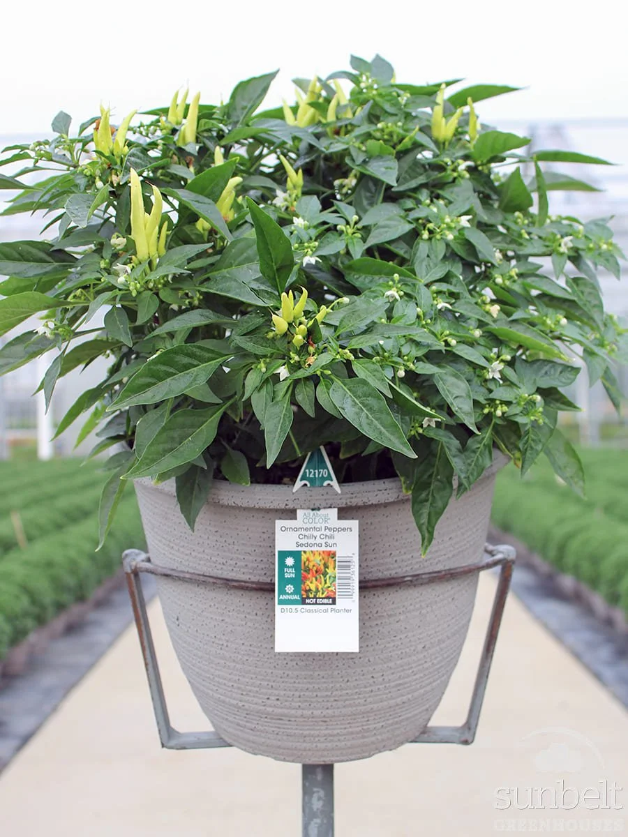 10.5" Orn Pepper Mix #12170