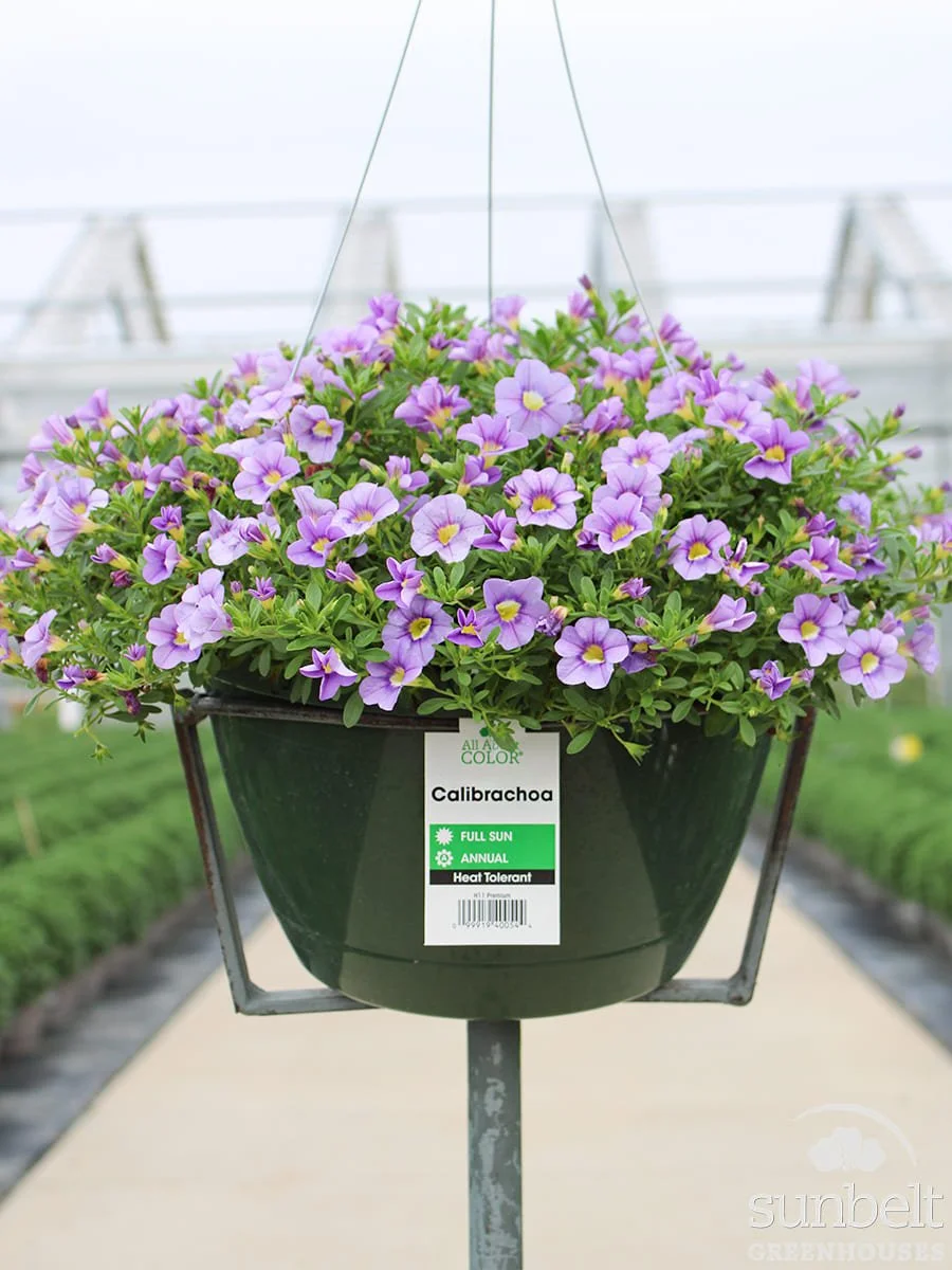 11" HB Calibrachoa Blue Sky