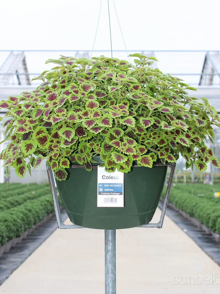 11" HB Coleus Burgundy Wedding Train