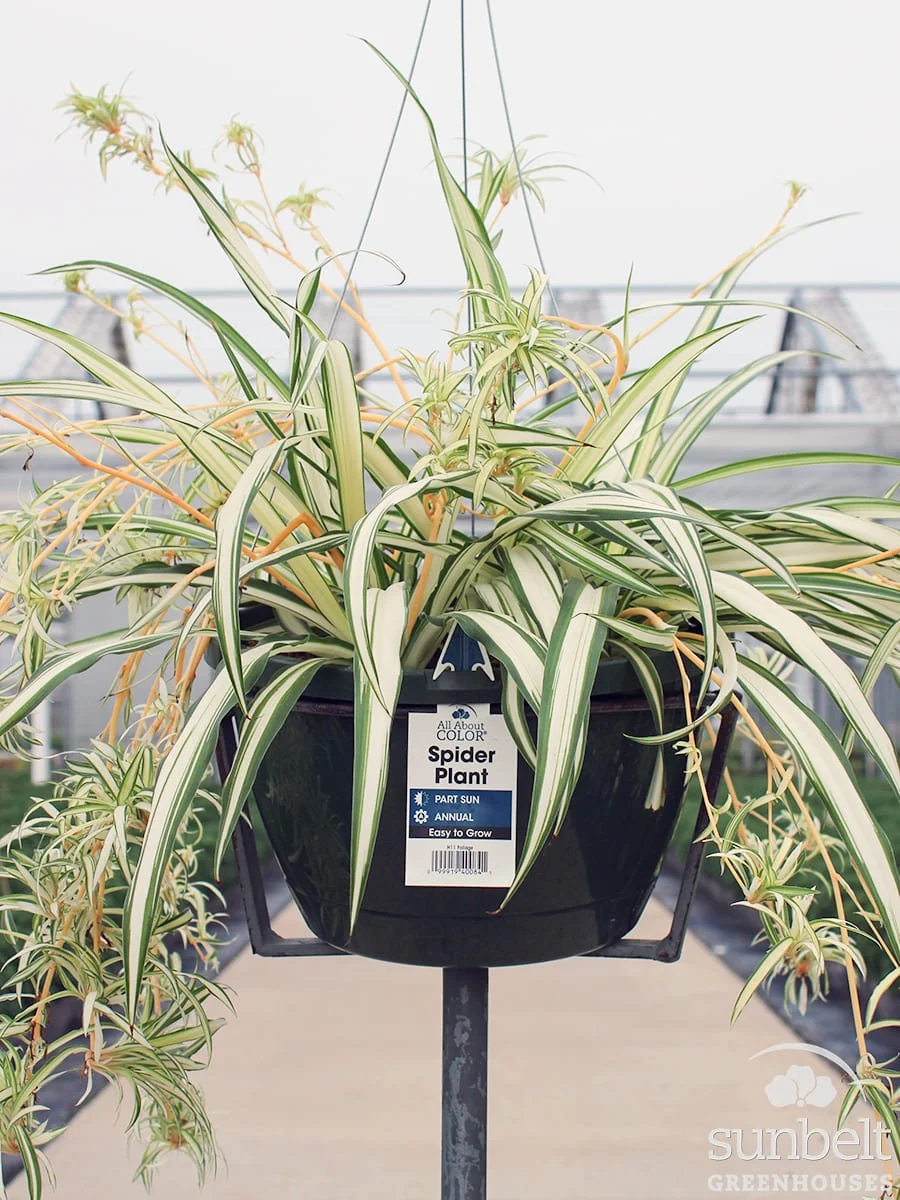 11" HB Chlorophytum (spider plant)