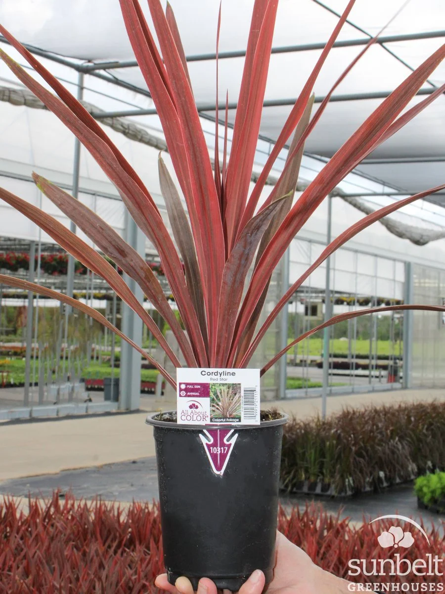 1Qt Cordyline Red