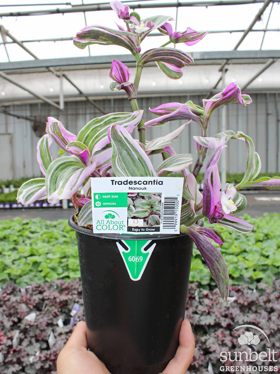 1Qt Tradescantia Nanouk