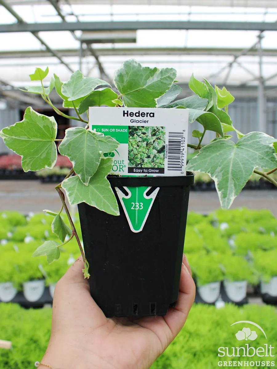 3.5" Hedera Ivy Glacier