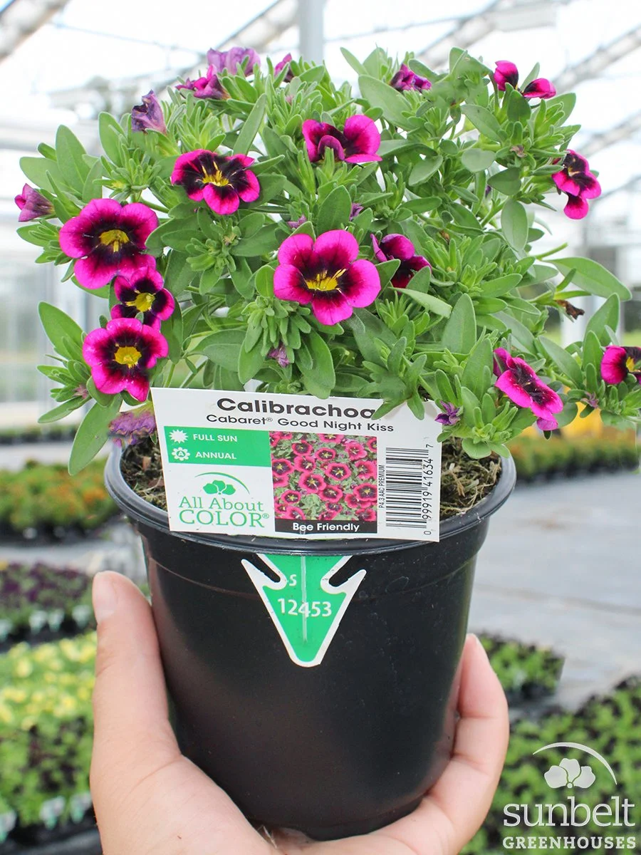 4.3" Calibrachoa Cabaret Good Night Kiss