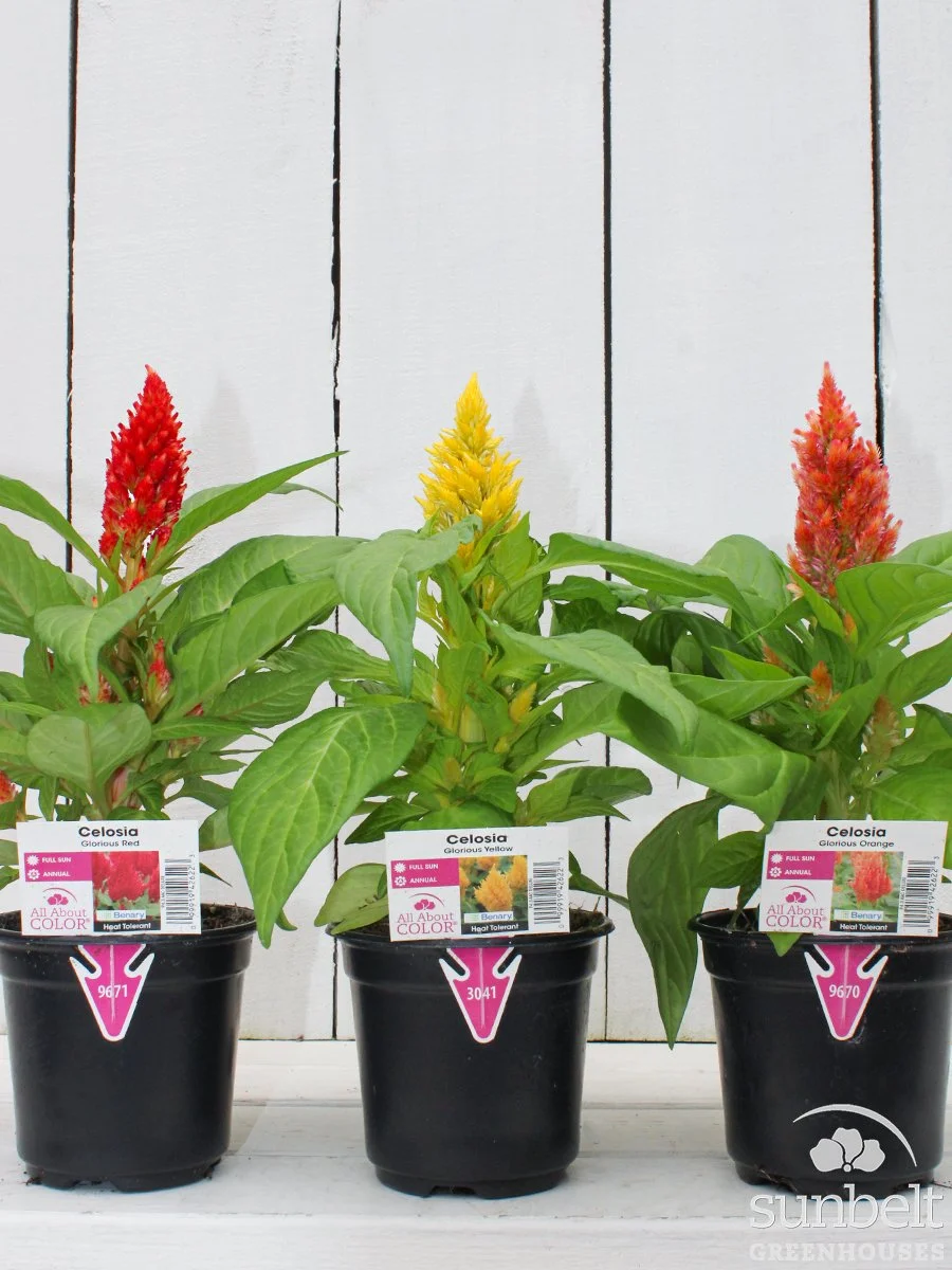 4.3" Celosia Glorious (assorted)