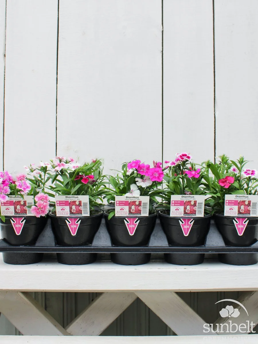 4.3" Dianthus Ideal Select Mix