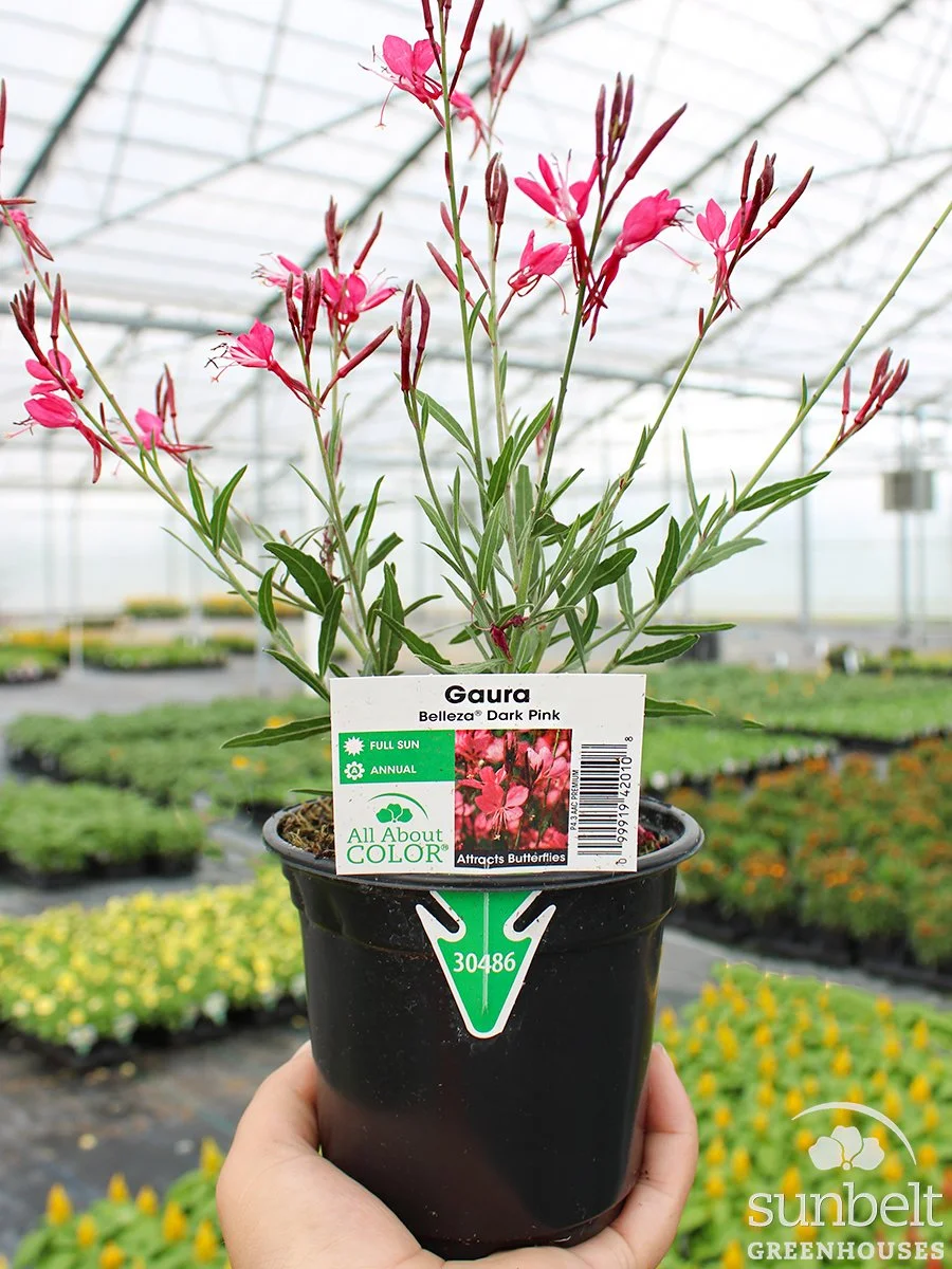 4.3" Gaura Belleza Dark Pink