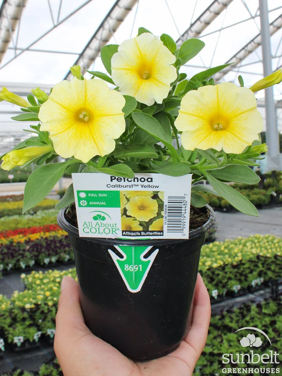 4.3" Petchoa Caliburst Yellow
