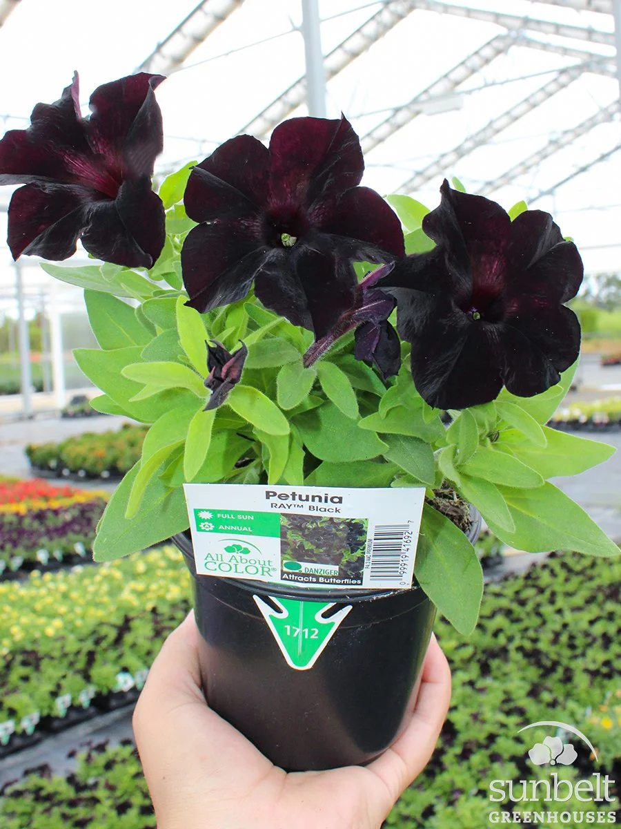 4.3" Petunia Ray Black