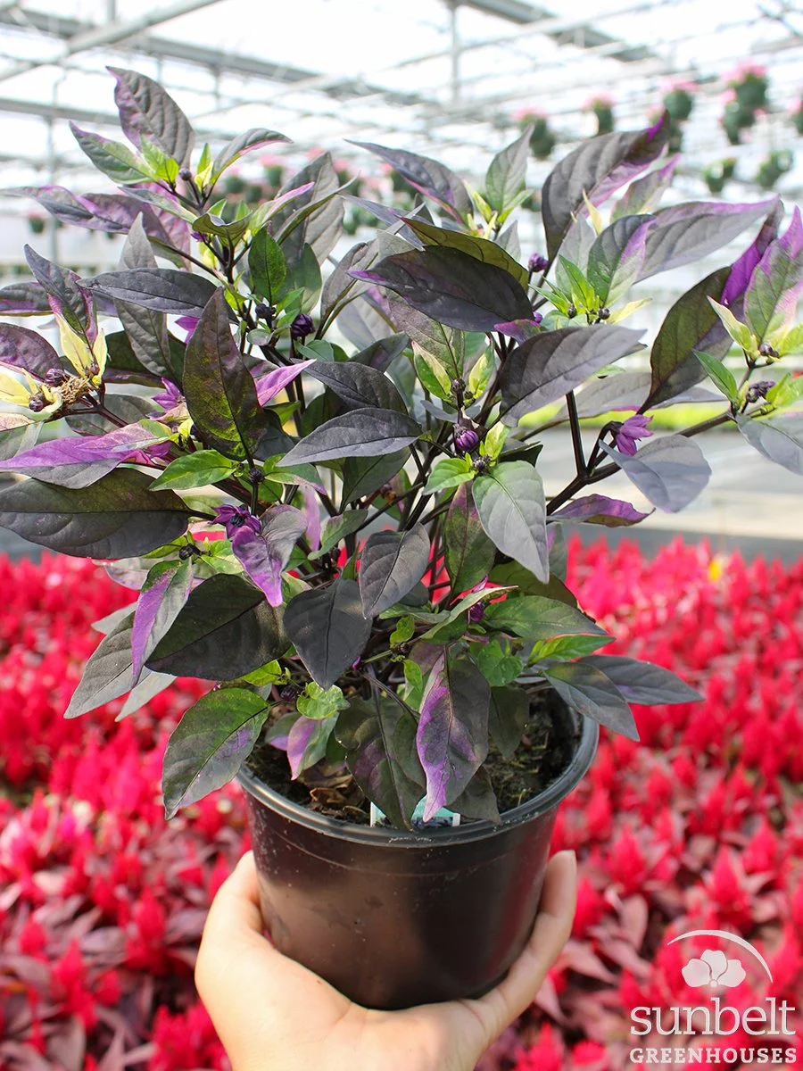 5" Orn Pepper Purple Flash
