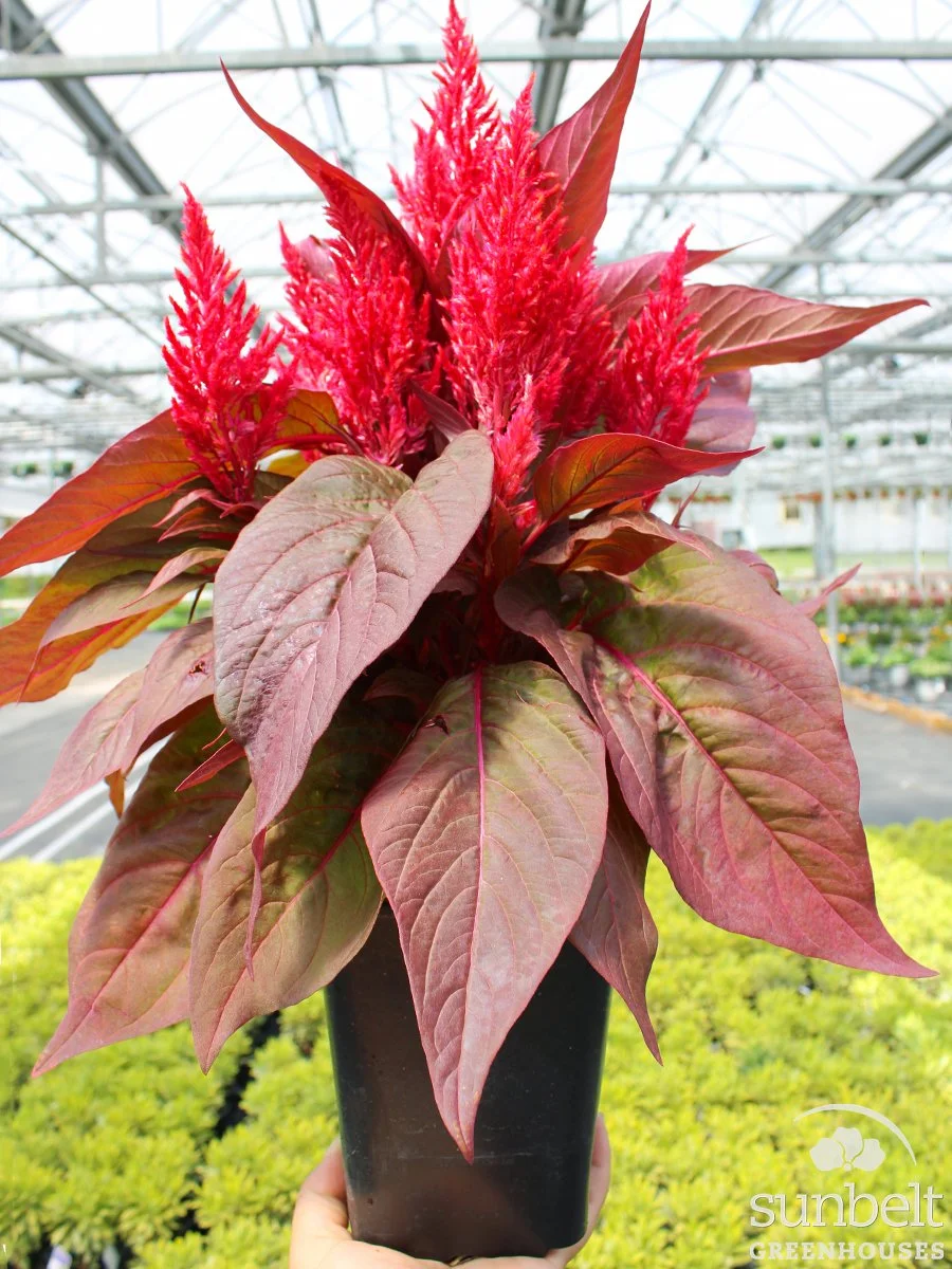 6.5" Celosia Dragon's Breath
