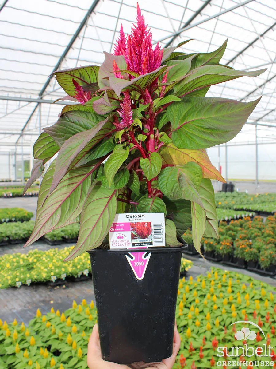 6.5" Celosia New Look Red