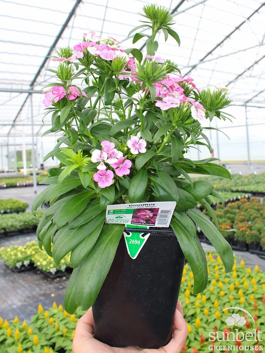 6.5" Dianthus Jolt Pink Magic