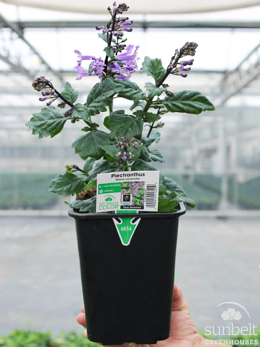 6.5" Plectranthus Magic Mona Purple