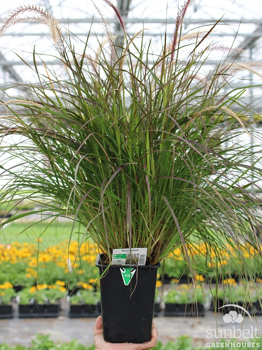 6.5" Grass Purple Fountain Rubrum