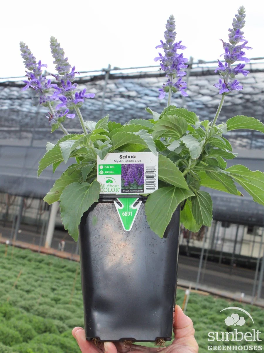 6.5" Salvia Mystic Spires Blue