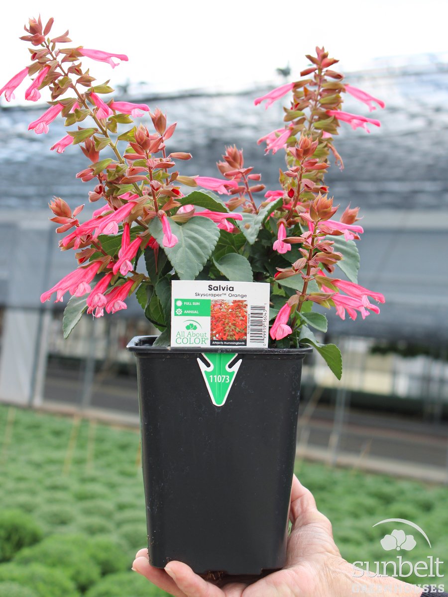 6.5" Salvia Skyscraper Orange