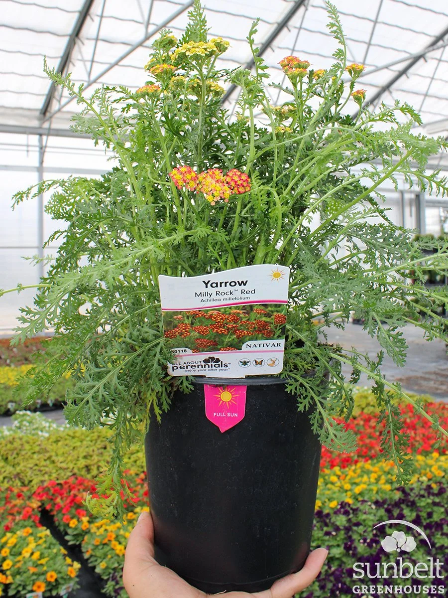 6.3" Achillea Milly Rock Red