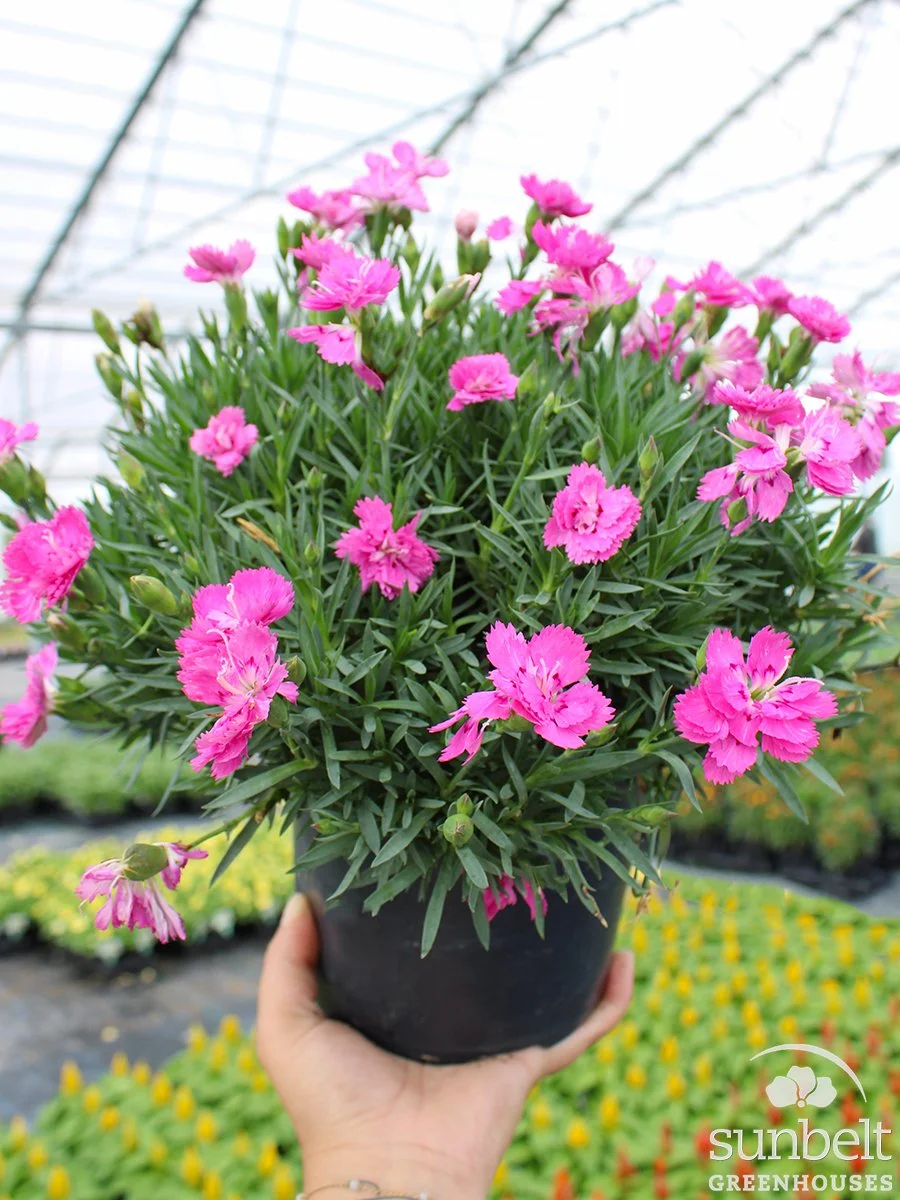 6.3" Dianthus Everlast Neon Pink