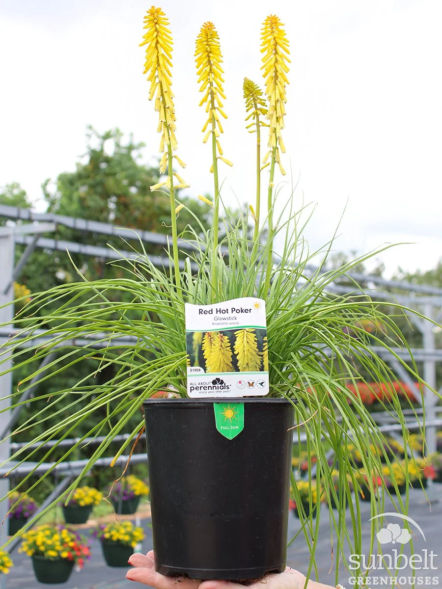 6.3" Kniphofia Glowstick
