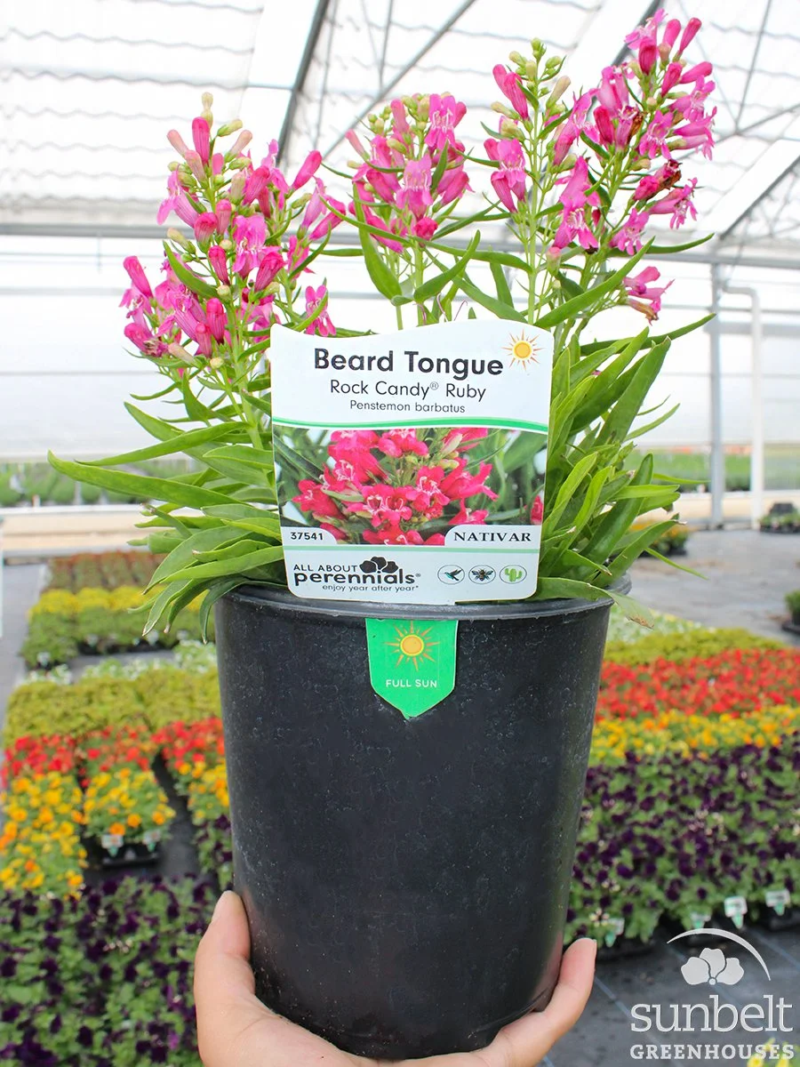 6.3" Penstemon Rock Candy Ruby