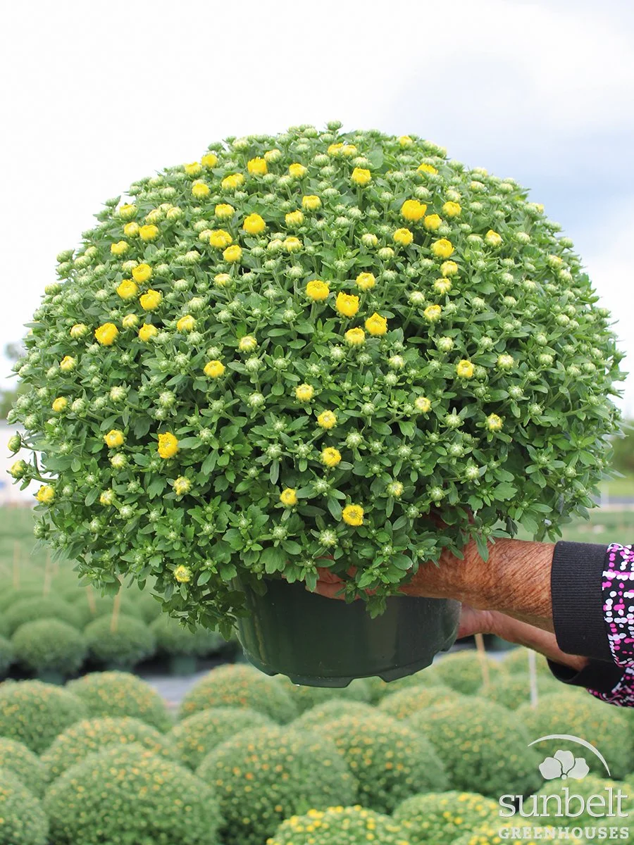 9" Yellow Mum (cc)