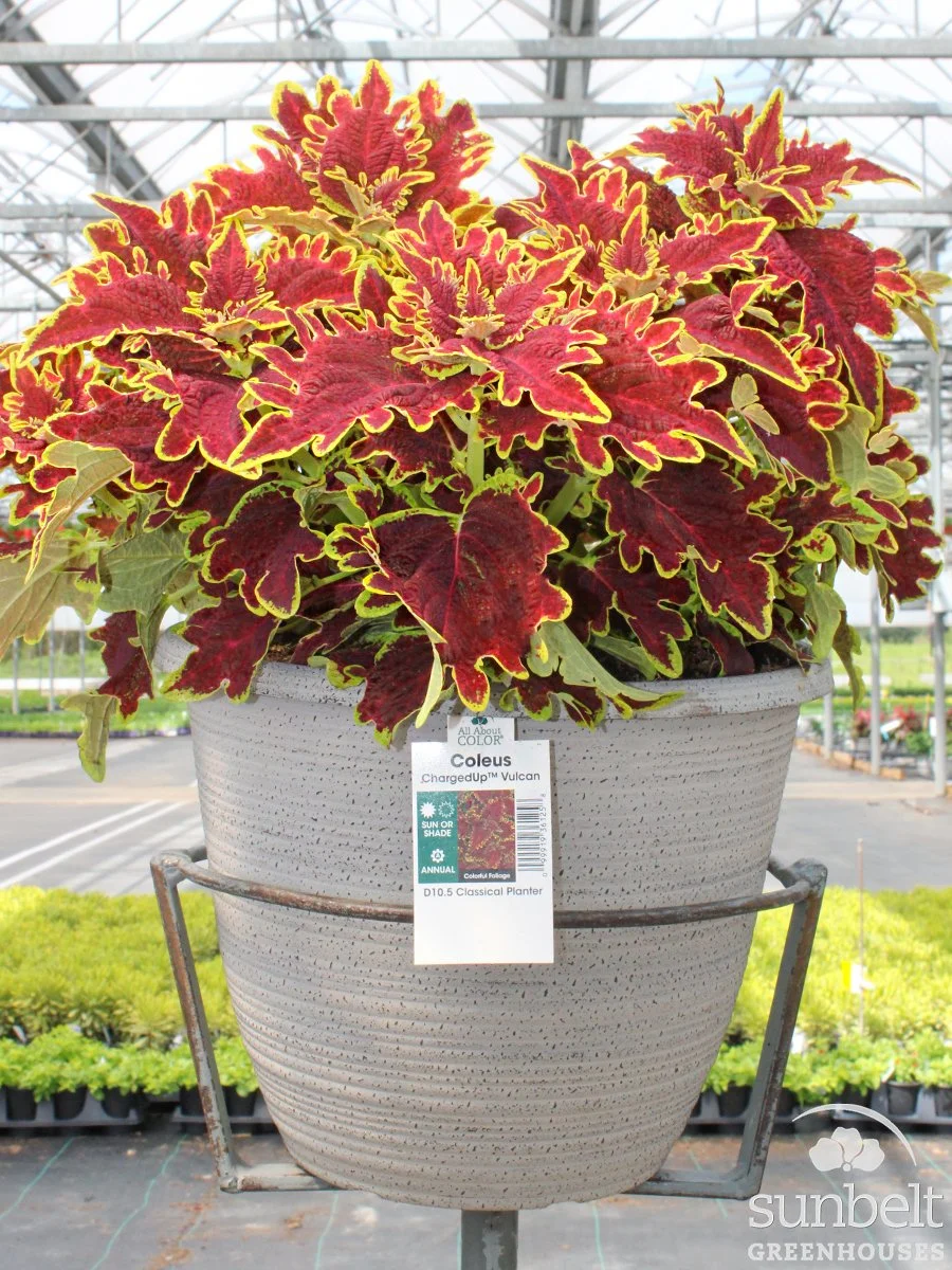 10.5" Coleus ChargedUp Vulcan