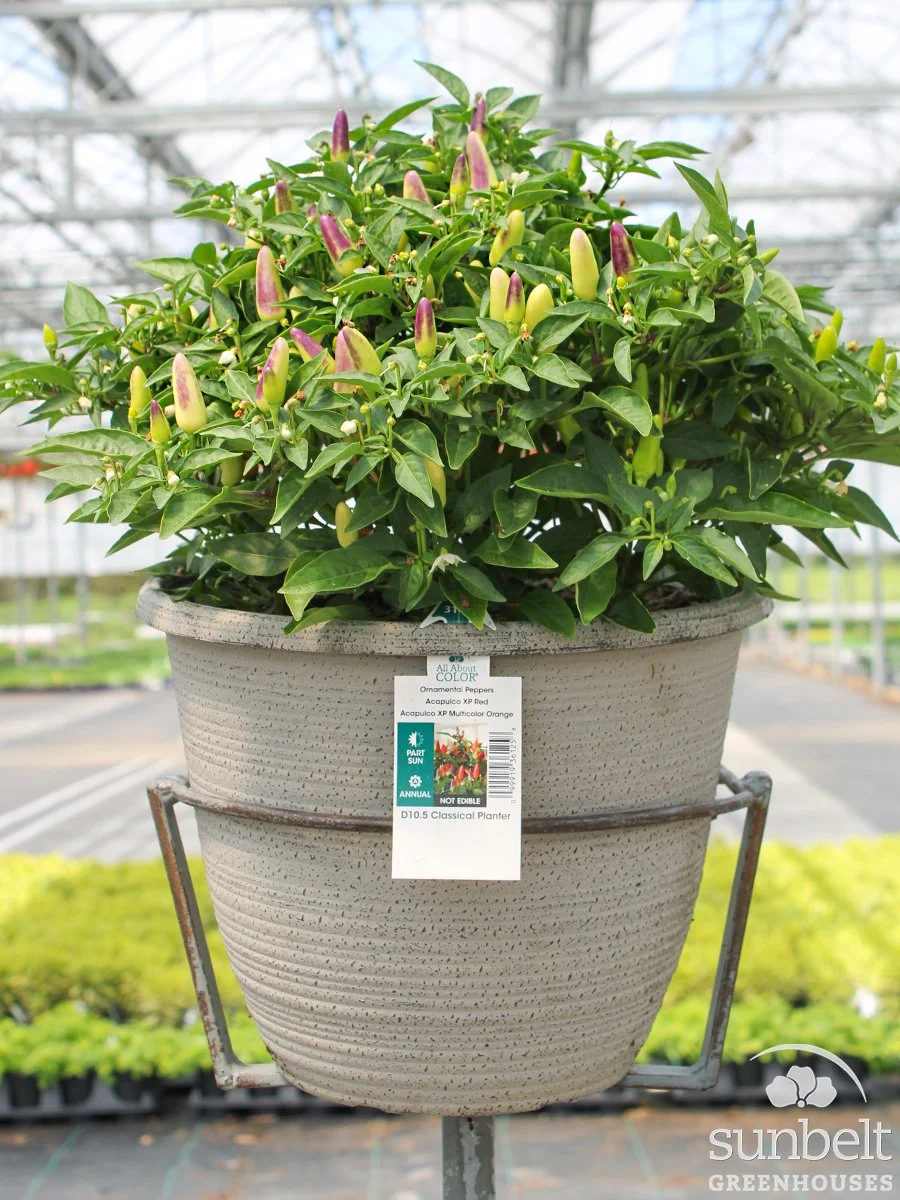 10.5" Orn Pepper Mix #3146