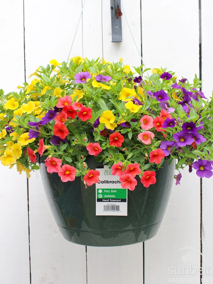 11" Calibrachoa Mix #6363
