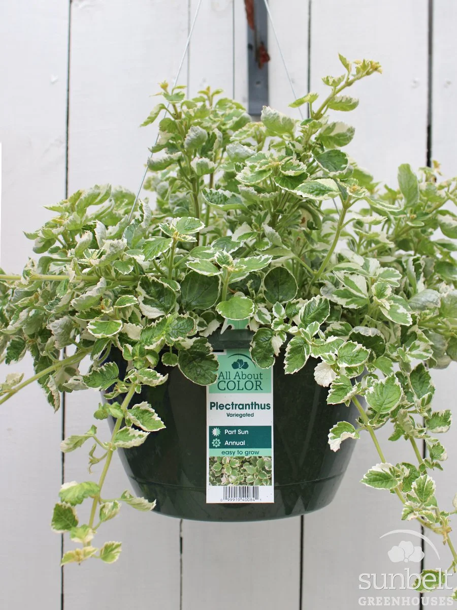 11" HB Plectranthus Coleoides Variegated