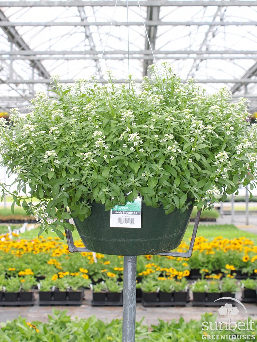 11" Lobularia Stream Compact White