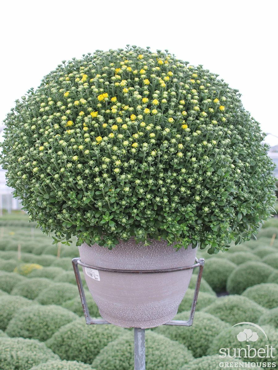 12.5" Yellow Mum (cc)