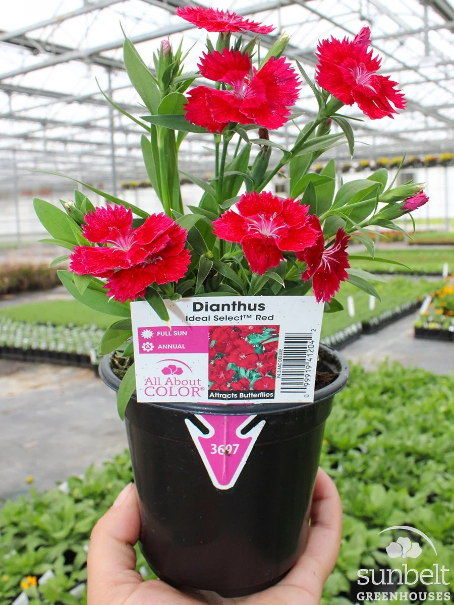 4.3" Dianthus Jolt Cherry