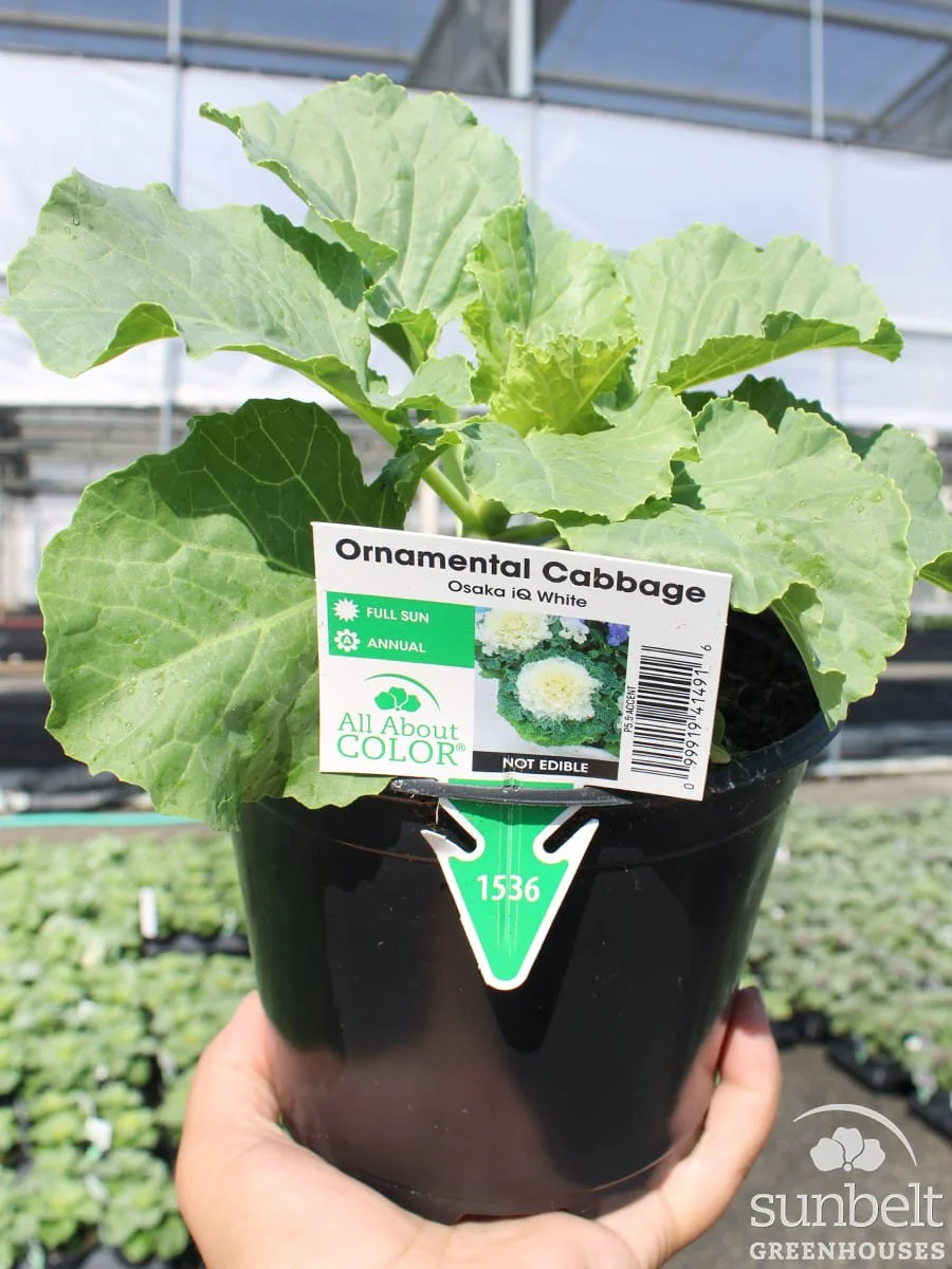 5.5" Cabbage Osaka IQ White