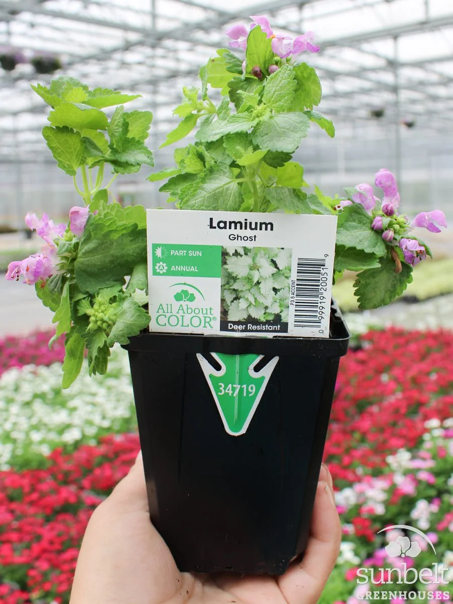 3.5" Lamium Ghost