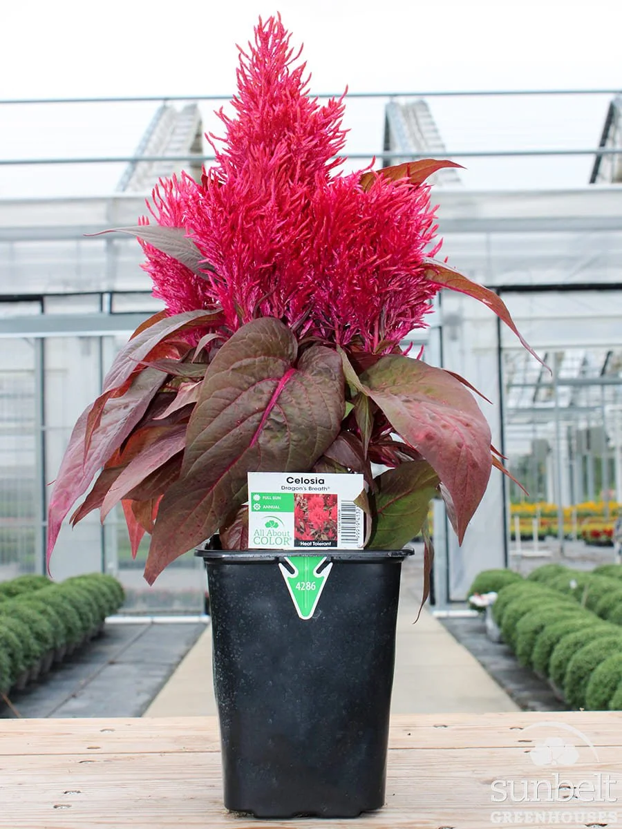 6.5" Celosia Dragon's Breath