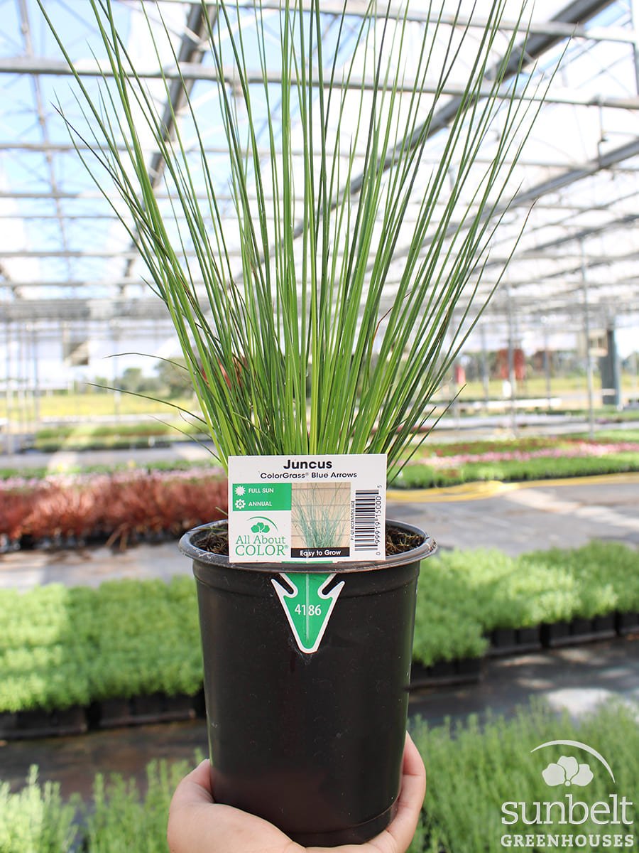 1Qt Grass Blue Arrows