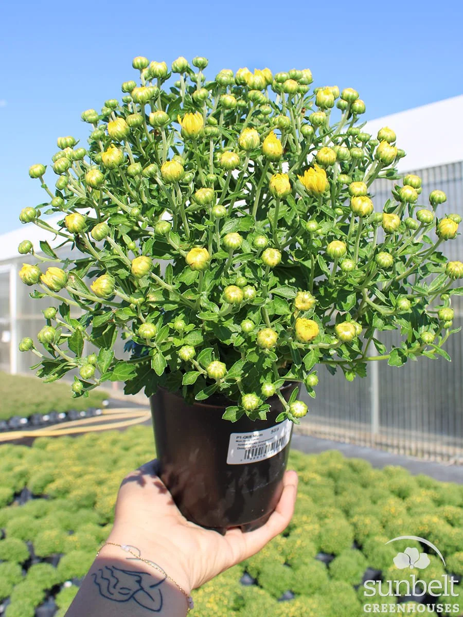 1Qt Yellow Mum (cc)
