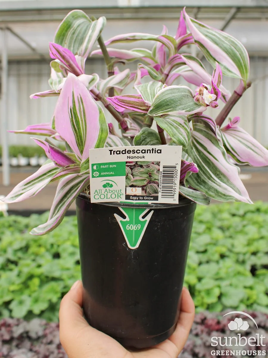 1Qt Tradescantia Nanouk