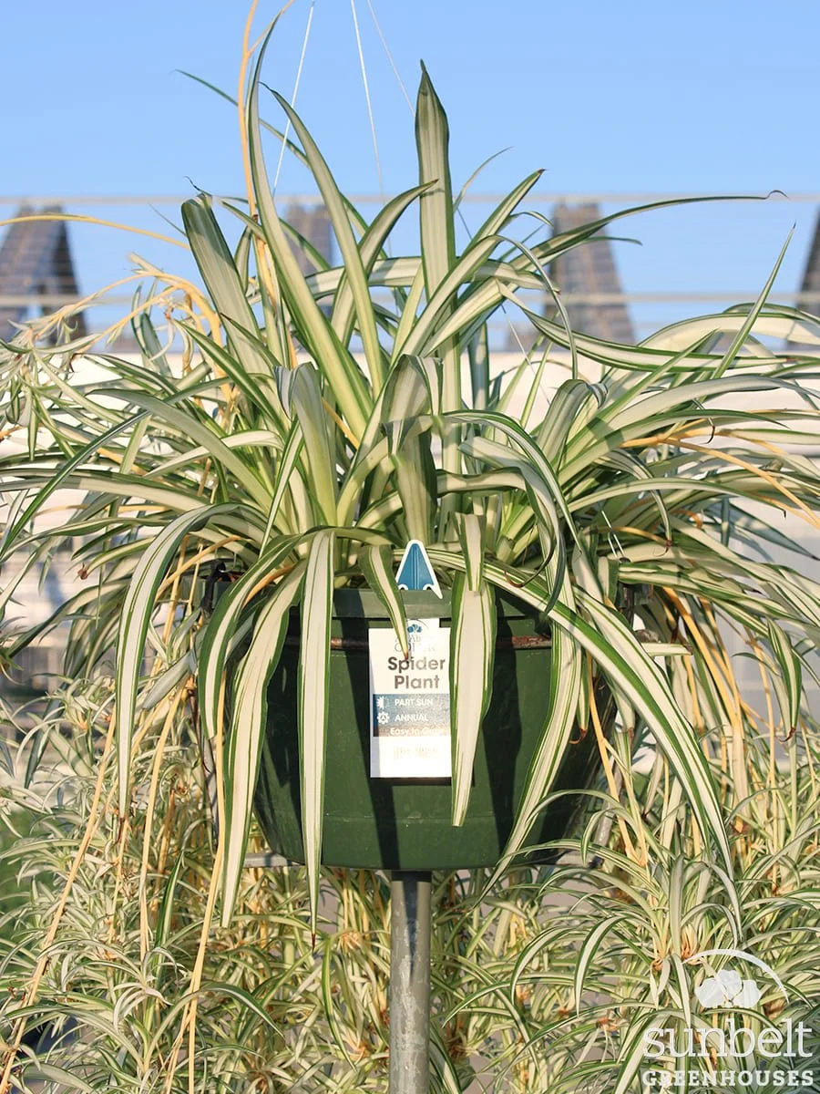 11" HB Spider Plant