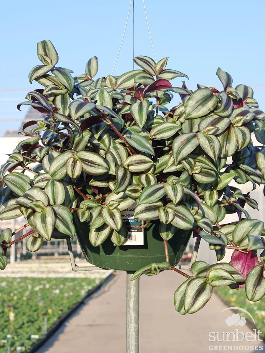 11" HB Tradescantia Red Silver
