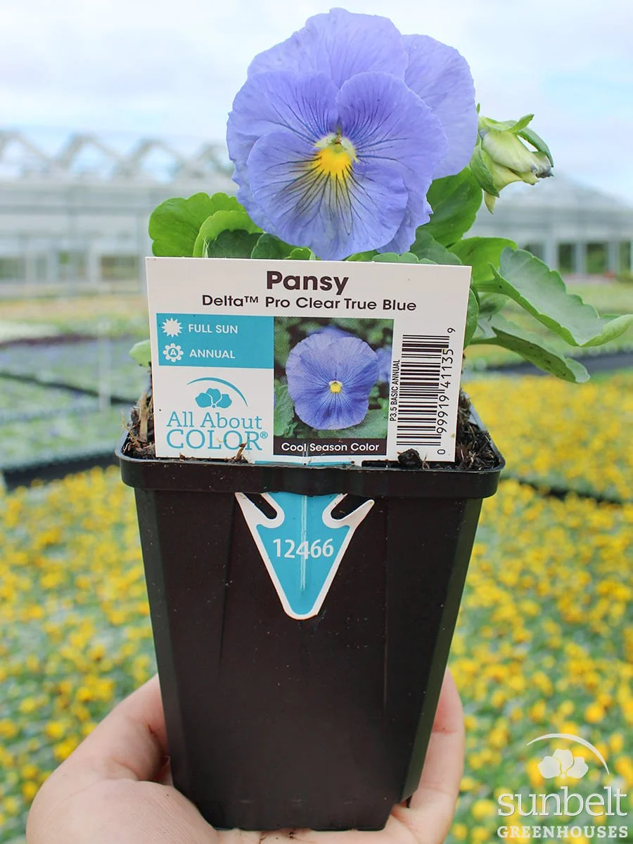 3.5" Pansy Delta Clear True Blue