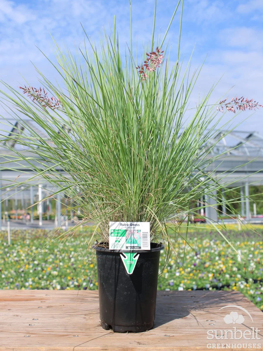 1Qt Grass Savannah