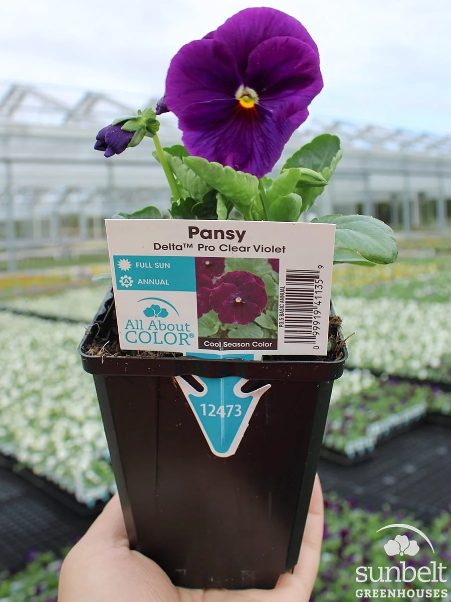 3.5" Pansy Delta Clear Violet