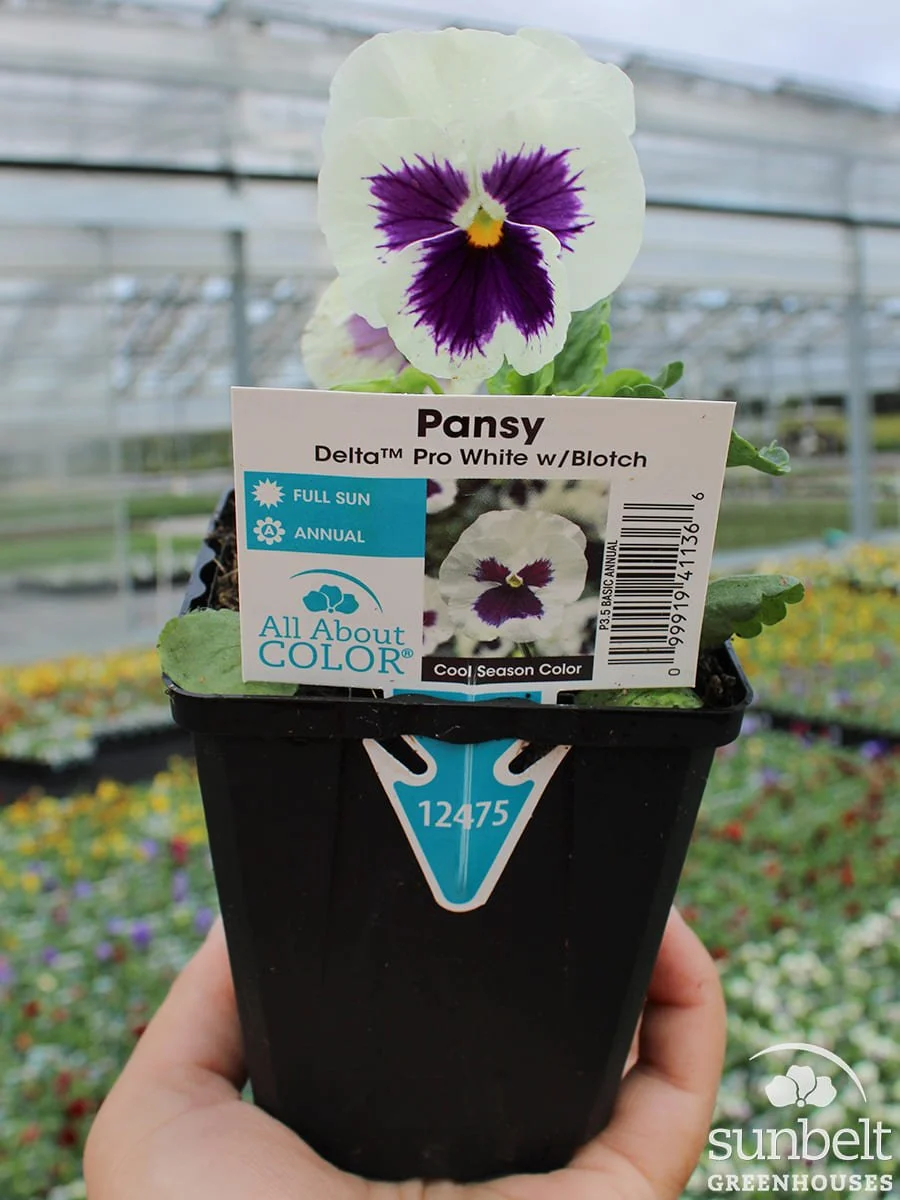 3.5" Pansy Delta White w/Blotch