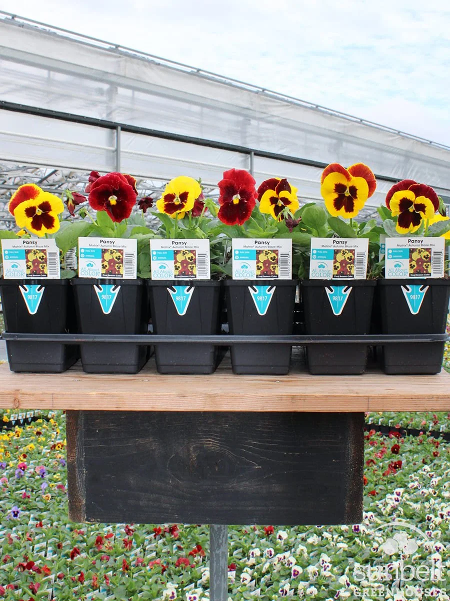3.5" Pansy Matrix Autumn Blaze Mix