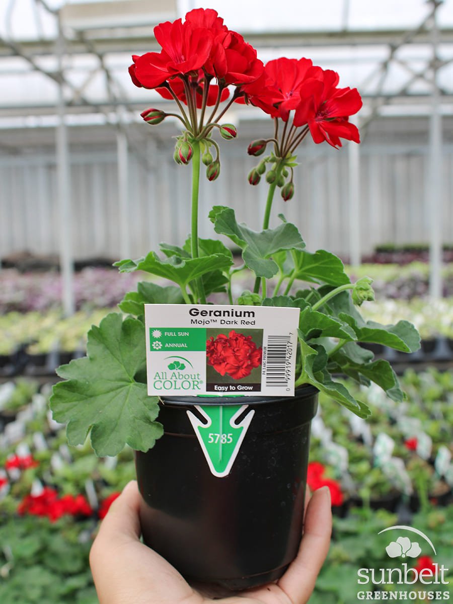 4.3" Geranium Mojo Dk Red