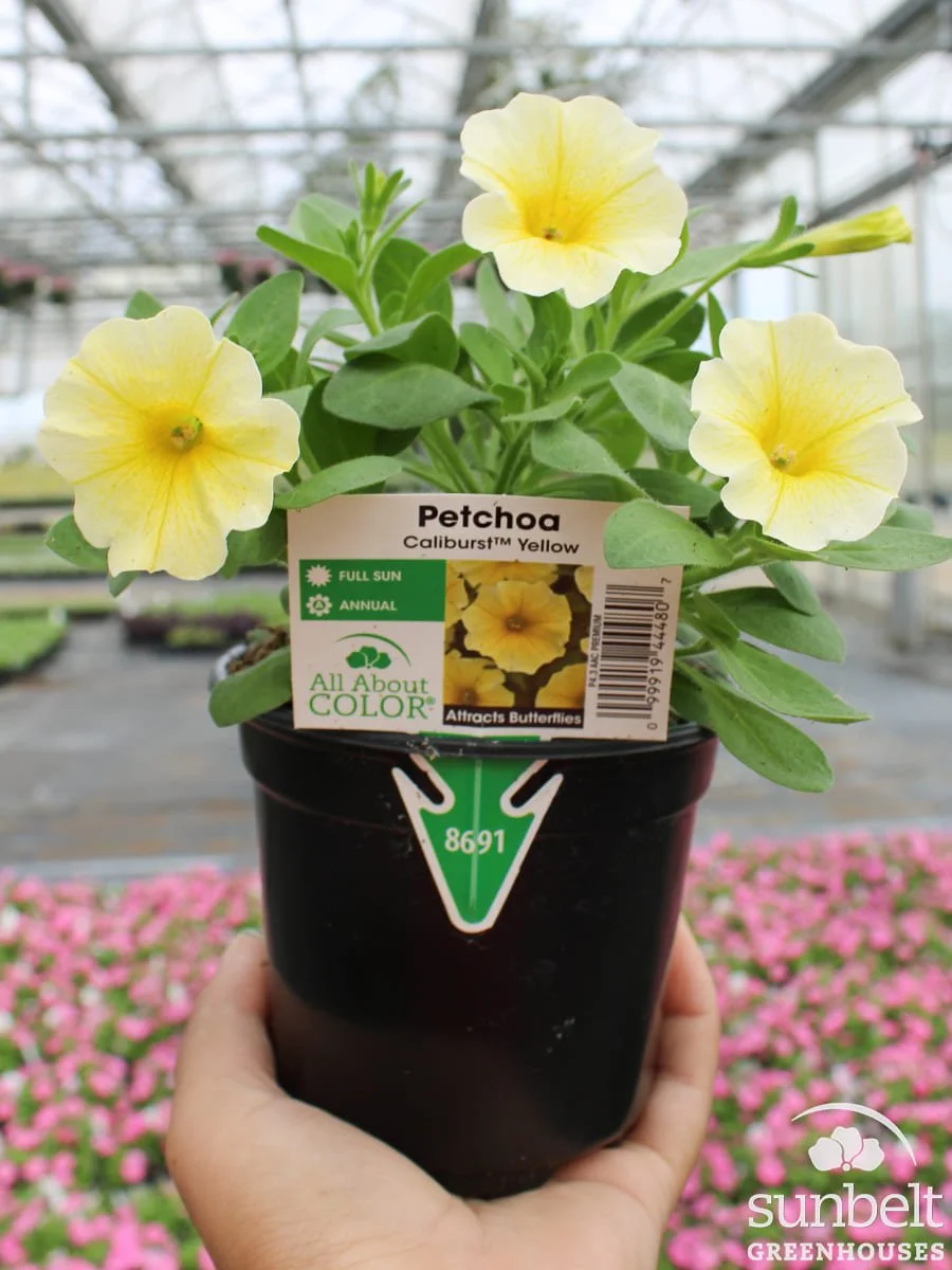 4.3" Petchoa Caliburst Yellow